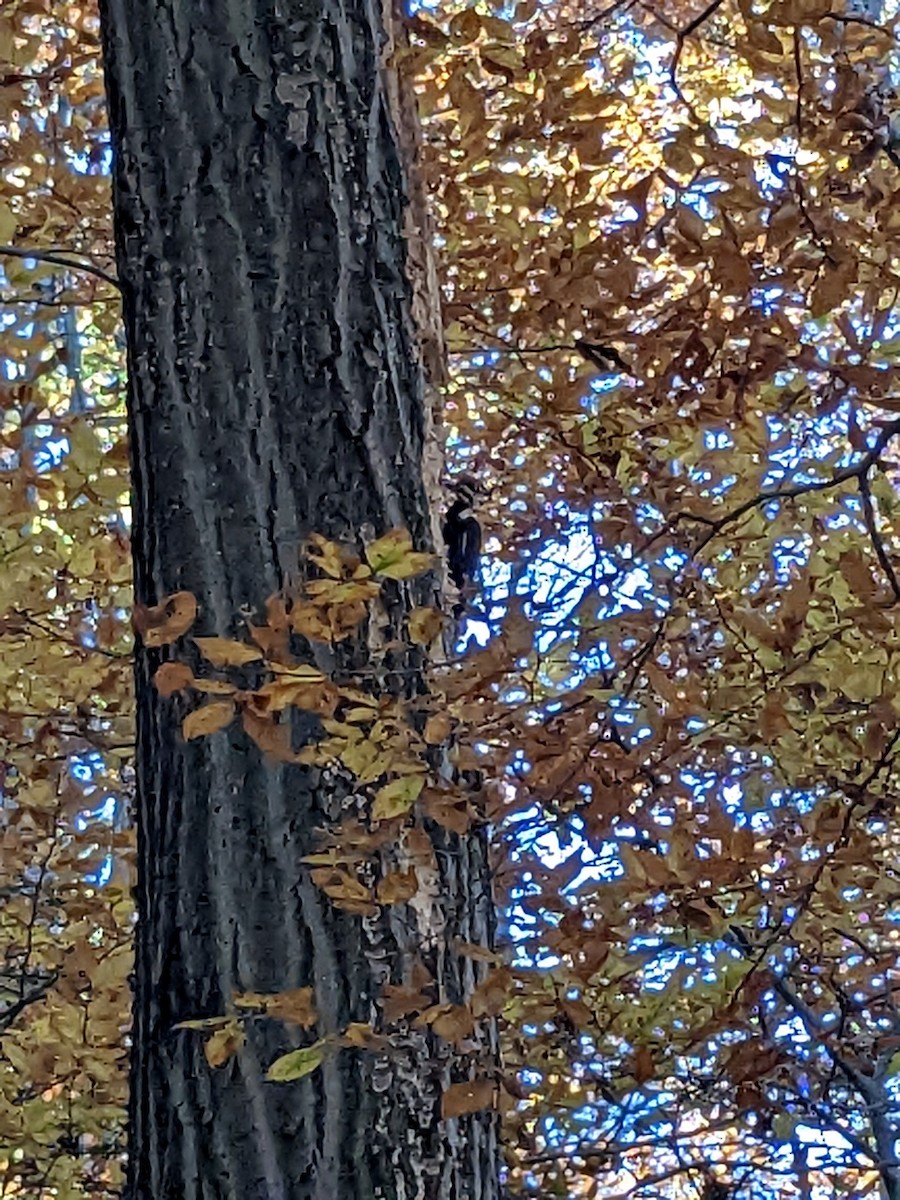 Pileated Woodpecker - ML499108931