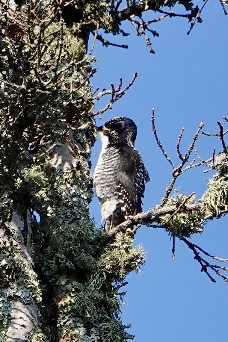 datlík smrkový - ML499110501