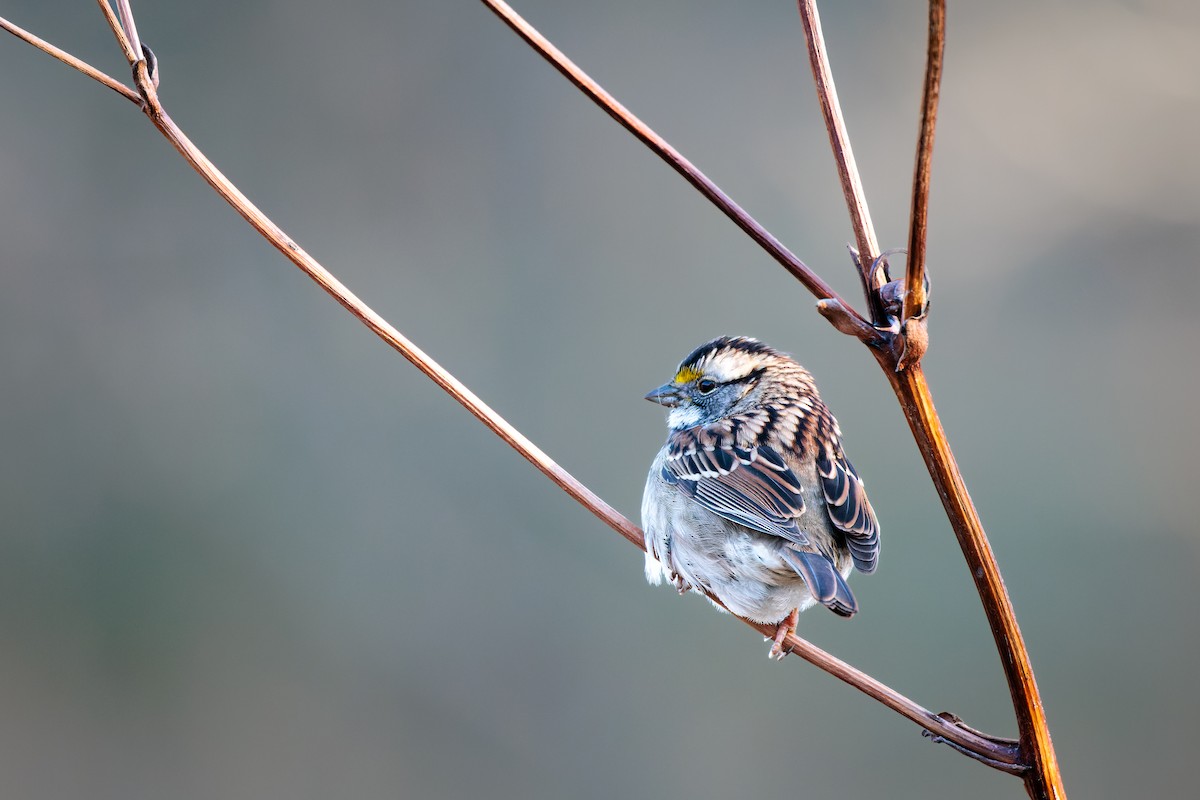 White-throated Sparrow - ML499111621