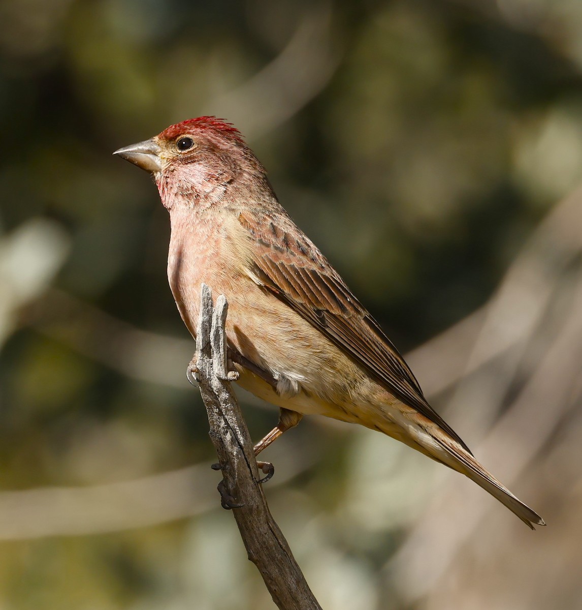 Cassin's Finch - ML499111831