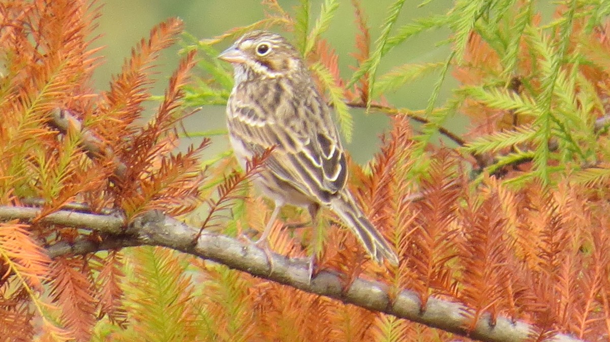 Vesper Sparrow - ML499112171