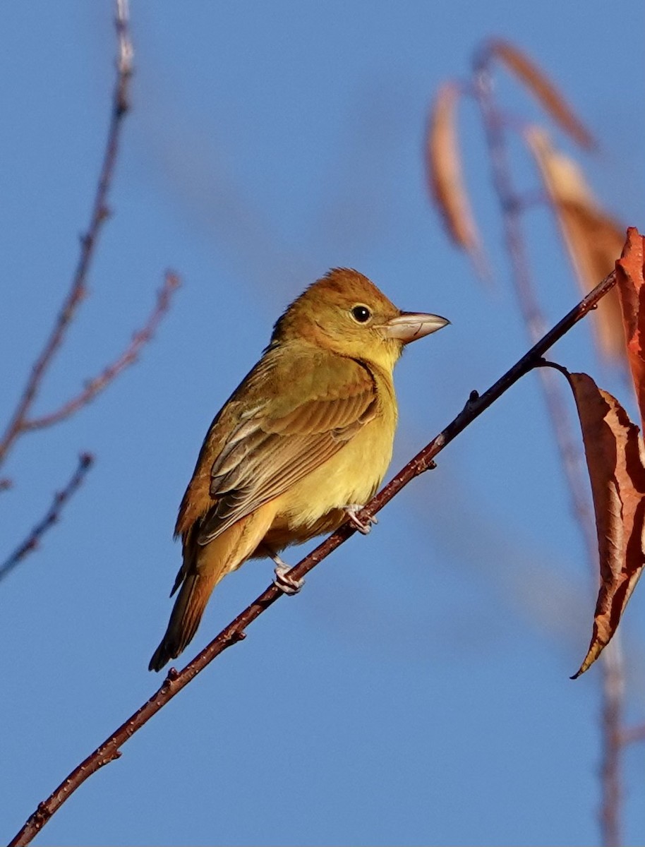piranga ohnivá - ML499112421