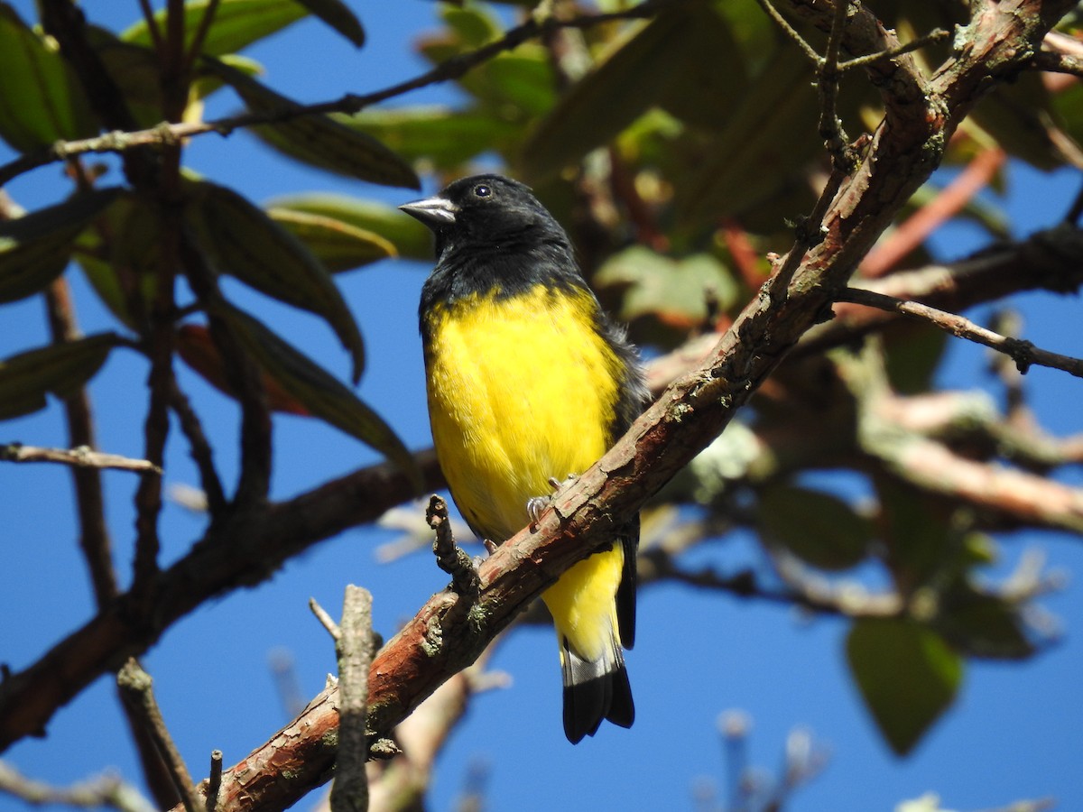 Yellow-bellied Siskin - ML499114061