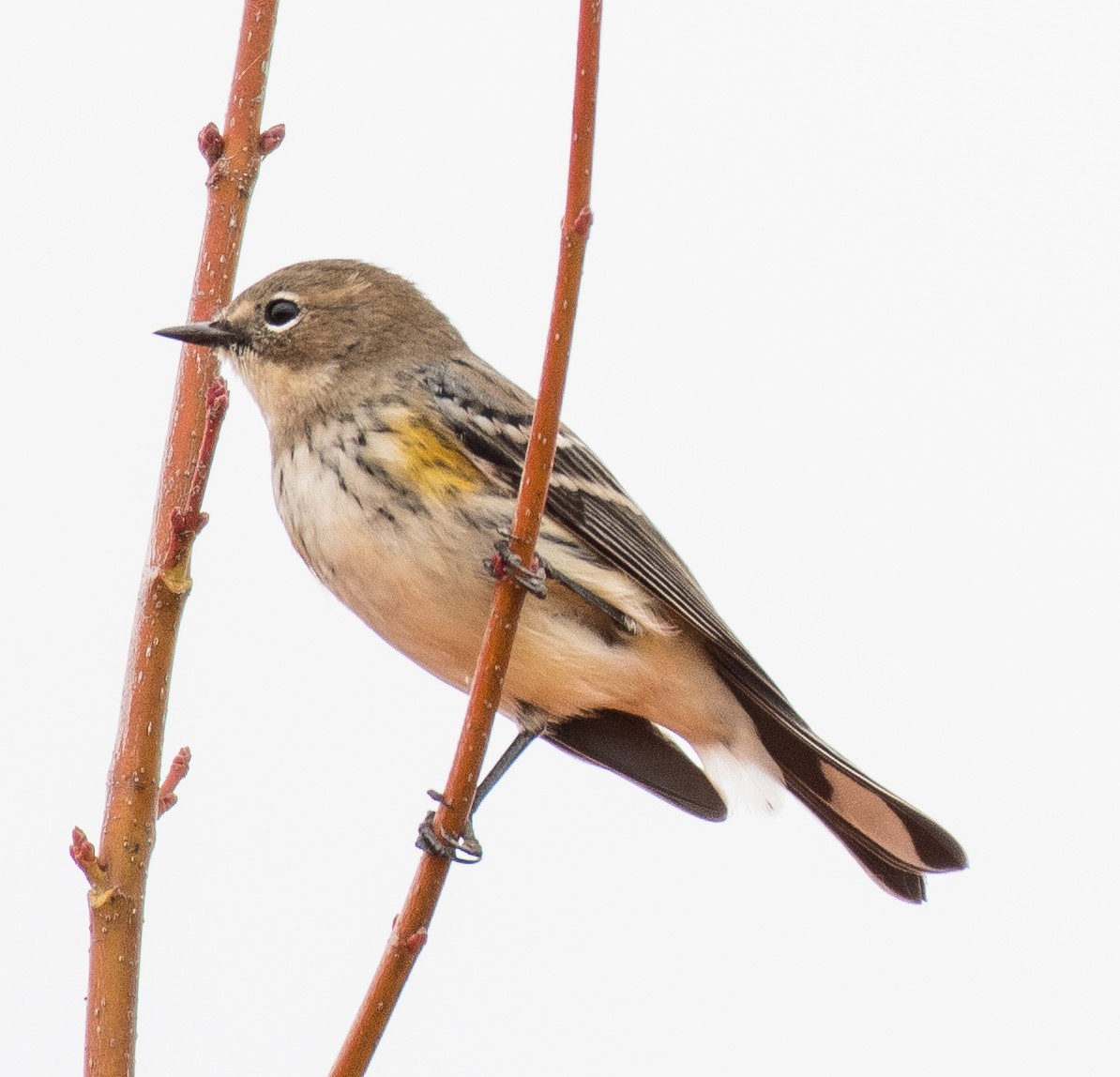 Yellow-rumped Warbler - ML499115161