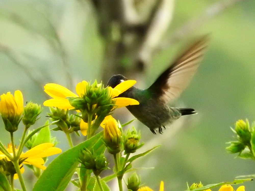 Colibrí Cabeciazul - ML499115541