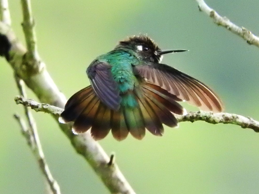 Colibrí Cabeciazul - ML499115561