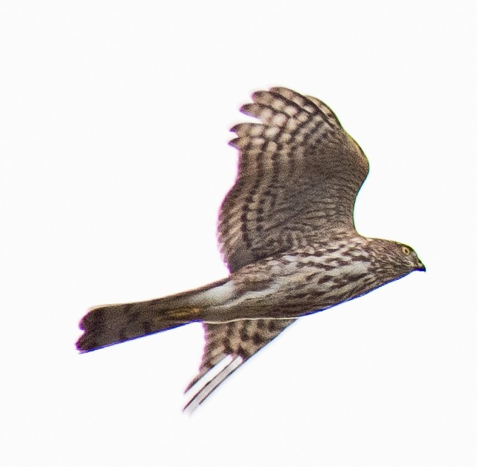 Sharp-shinned Hawk - ML499115641