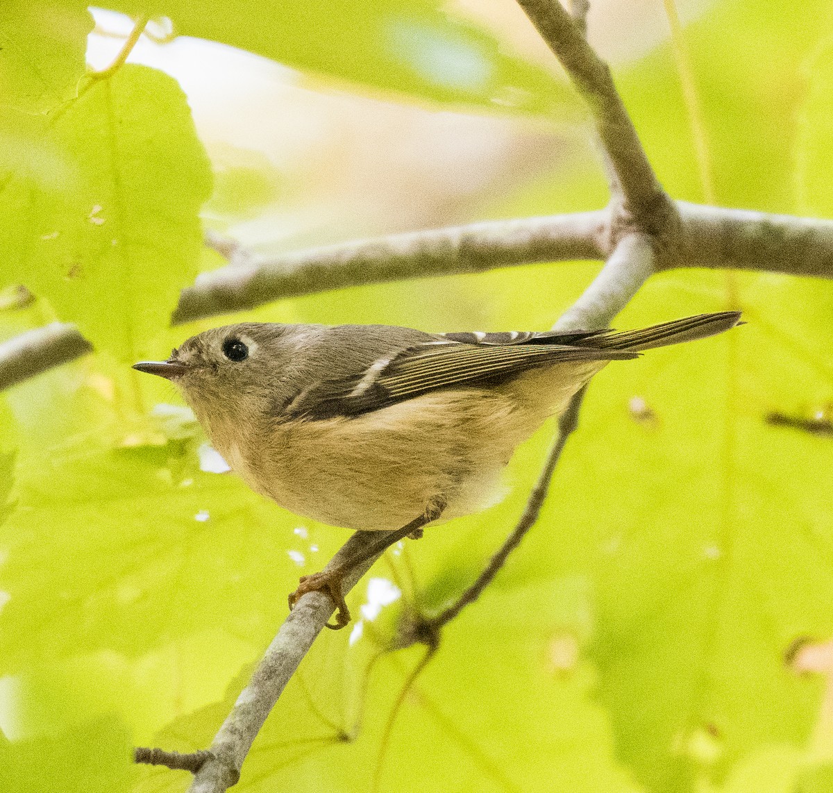 Ruby-crowned Kinglet - ML499116111