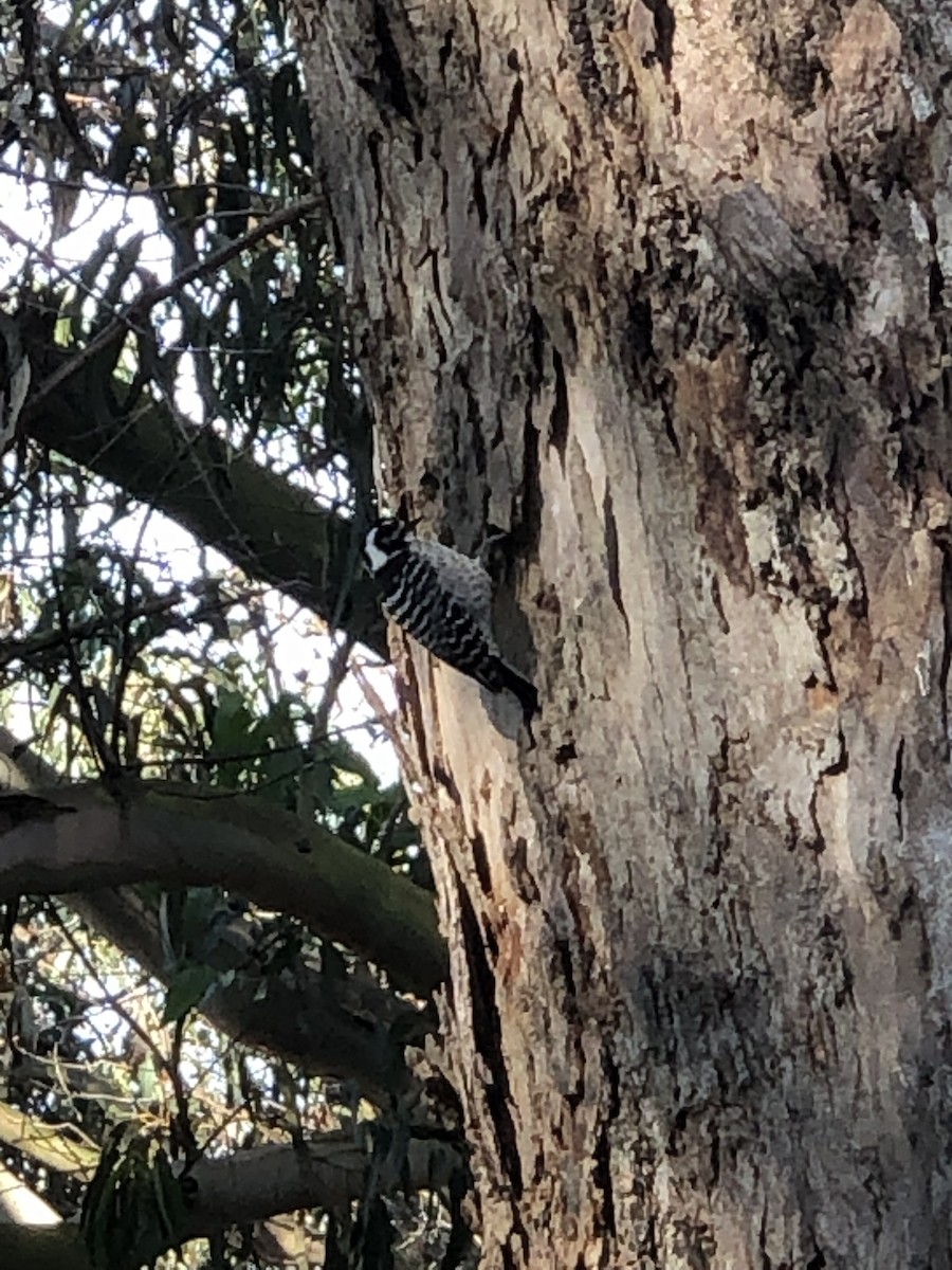 Nuttall's Woodpecker - ML499116141