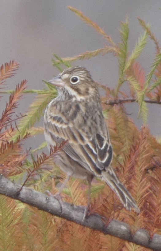 Vesper Sparrow - ML499116801