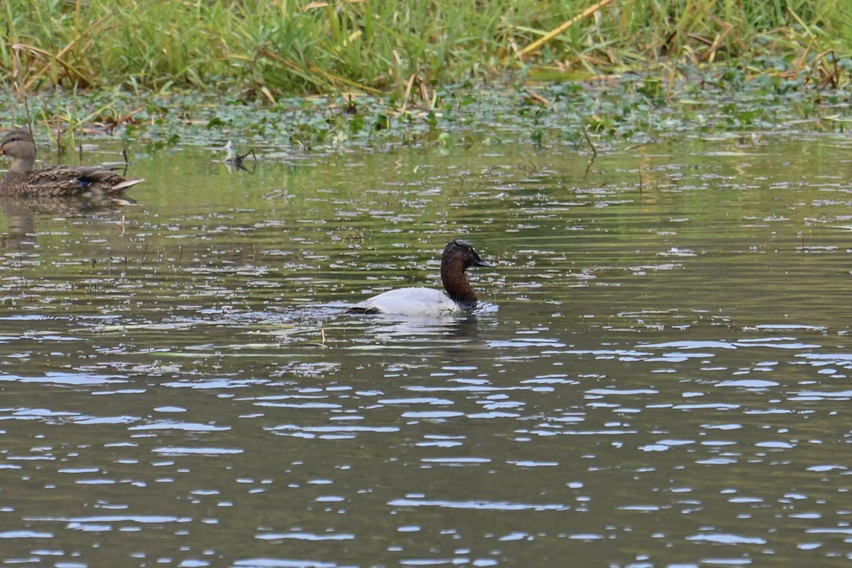 Canvasback - Mike Charest