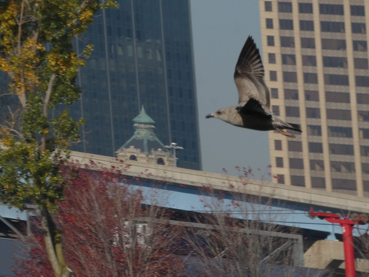 Great Black-backed Gull - ML499117691