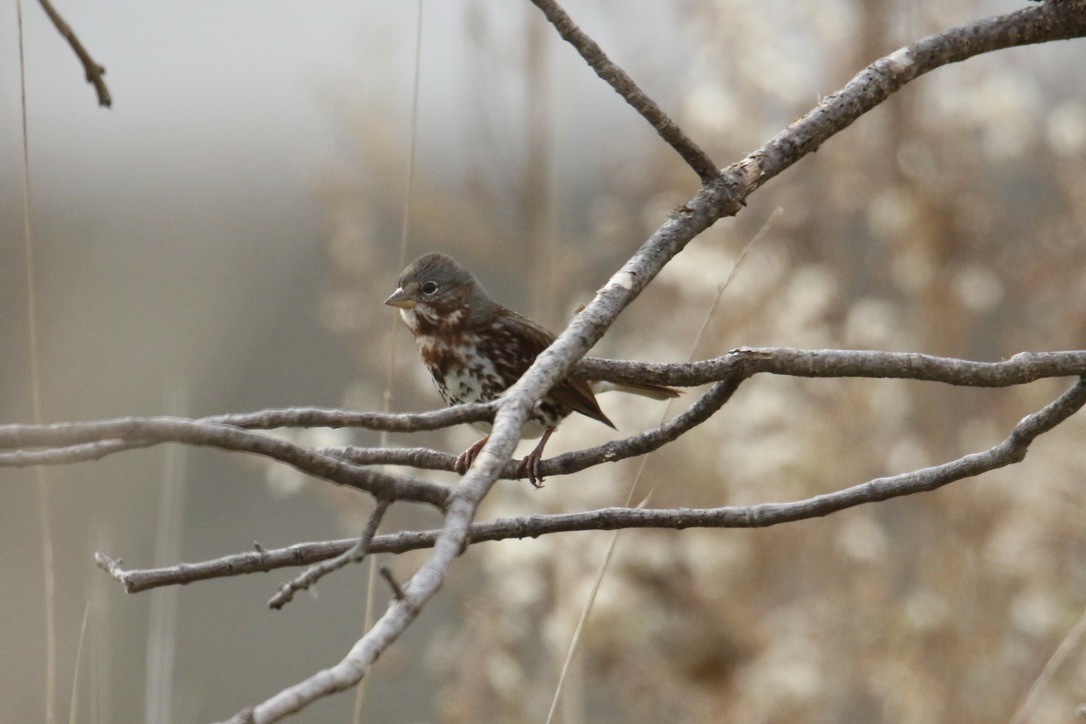 Fox Sparrow - ML499117911