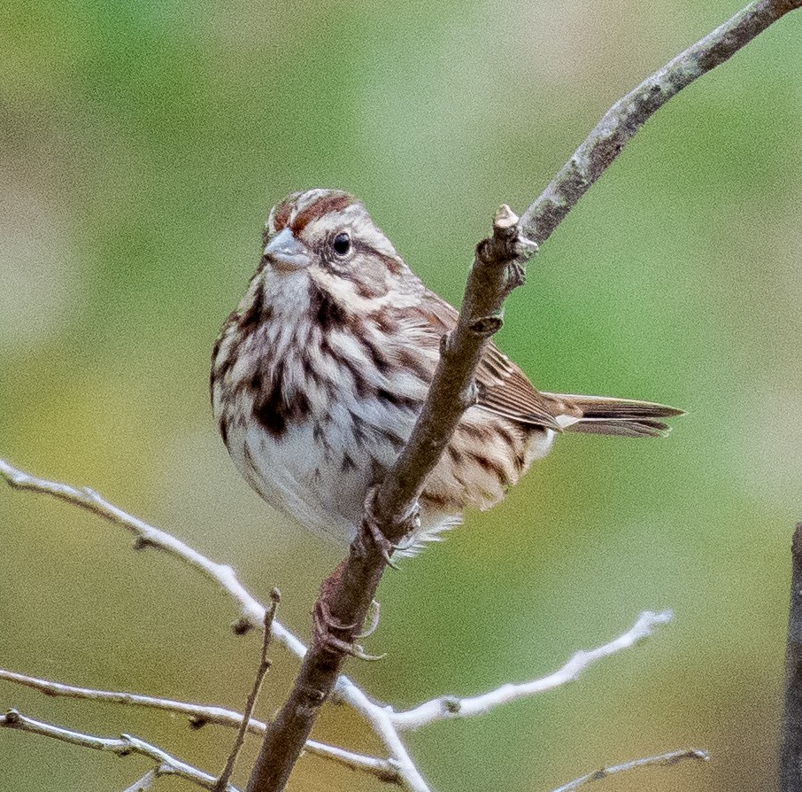 Song Sparrow - ML499118581