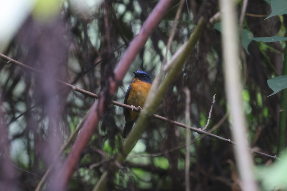 Sulawesi Blue Flycatcher - ML499120221