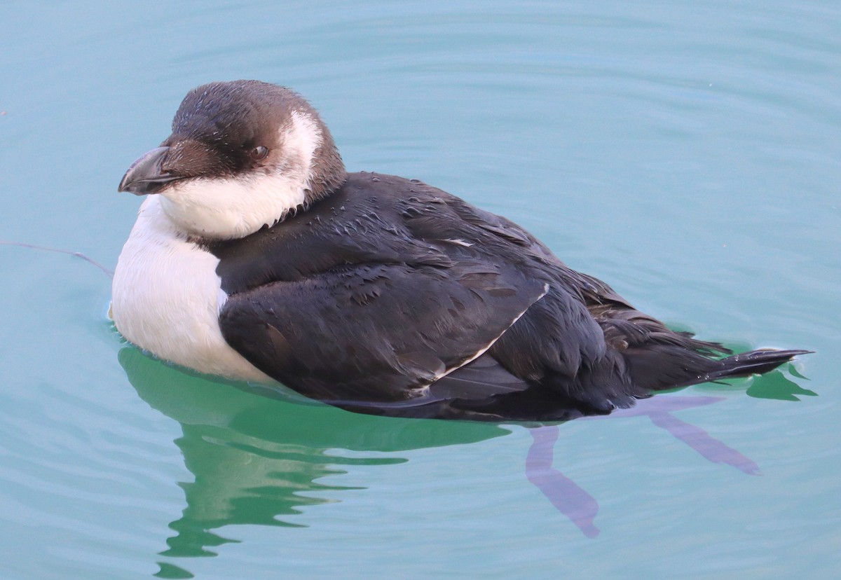 Razorbill - denise simonl