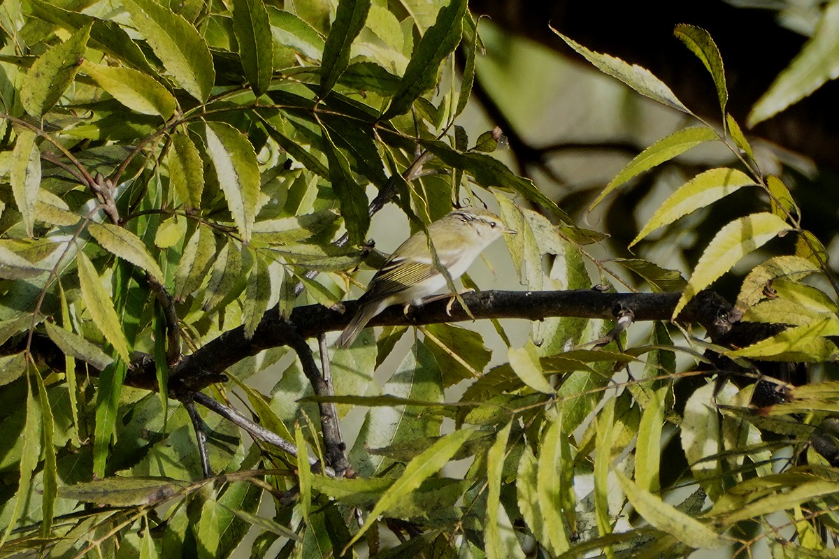 Yellow-browed Warbler - ML499121311