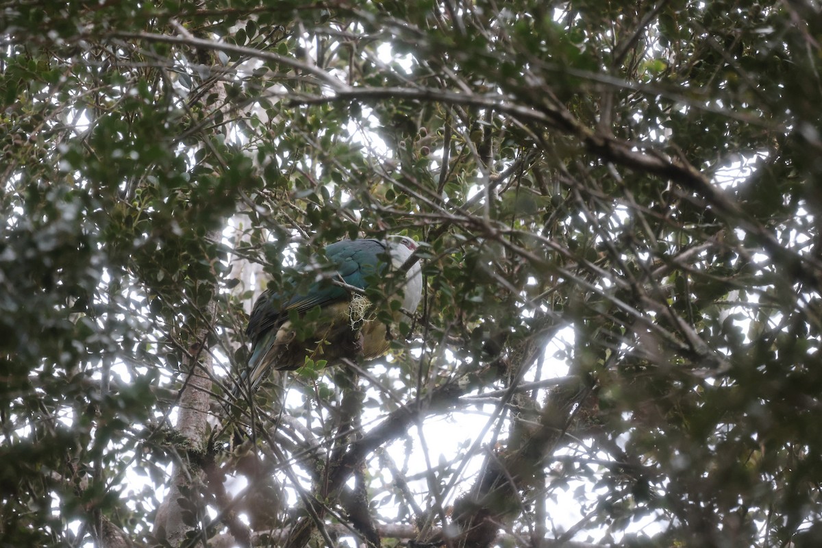 Red-eared Fruit-Dove - ML499122151