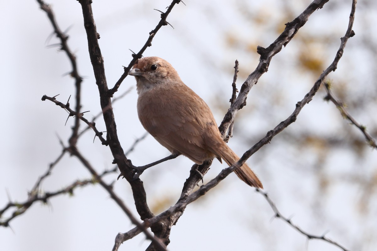 Fahltapaculo - ML499123941