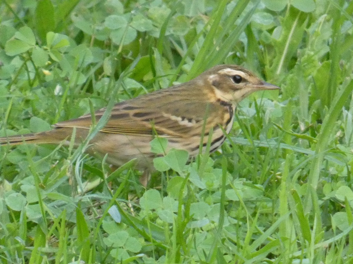 Olive-backed Pipit - ML499124041
