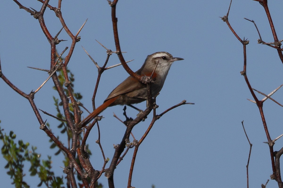 Stripe-crowned Spinetail - ML499124481