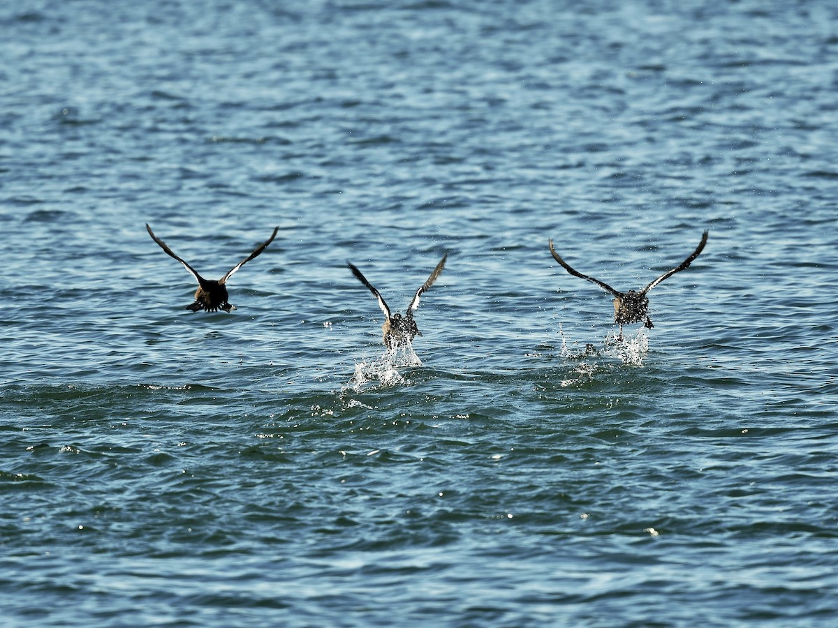 White-winged Scoter - ML499124501