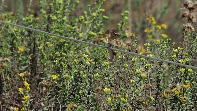 Paruline à couronne rousse (palmarum) - ML499125791