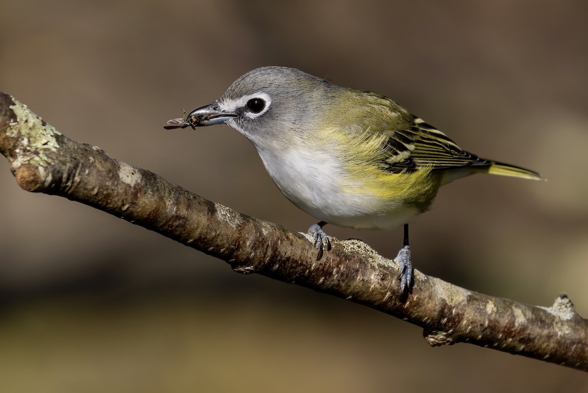 Blue-headed Vireo - ML499126091