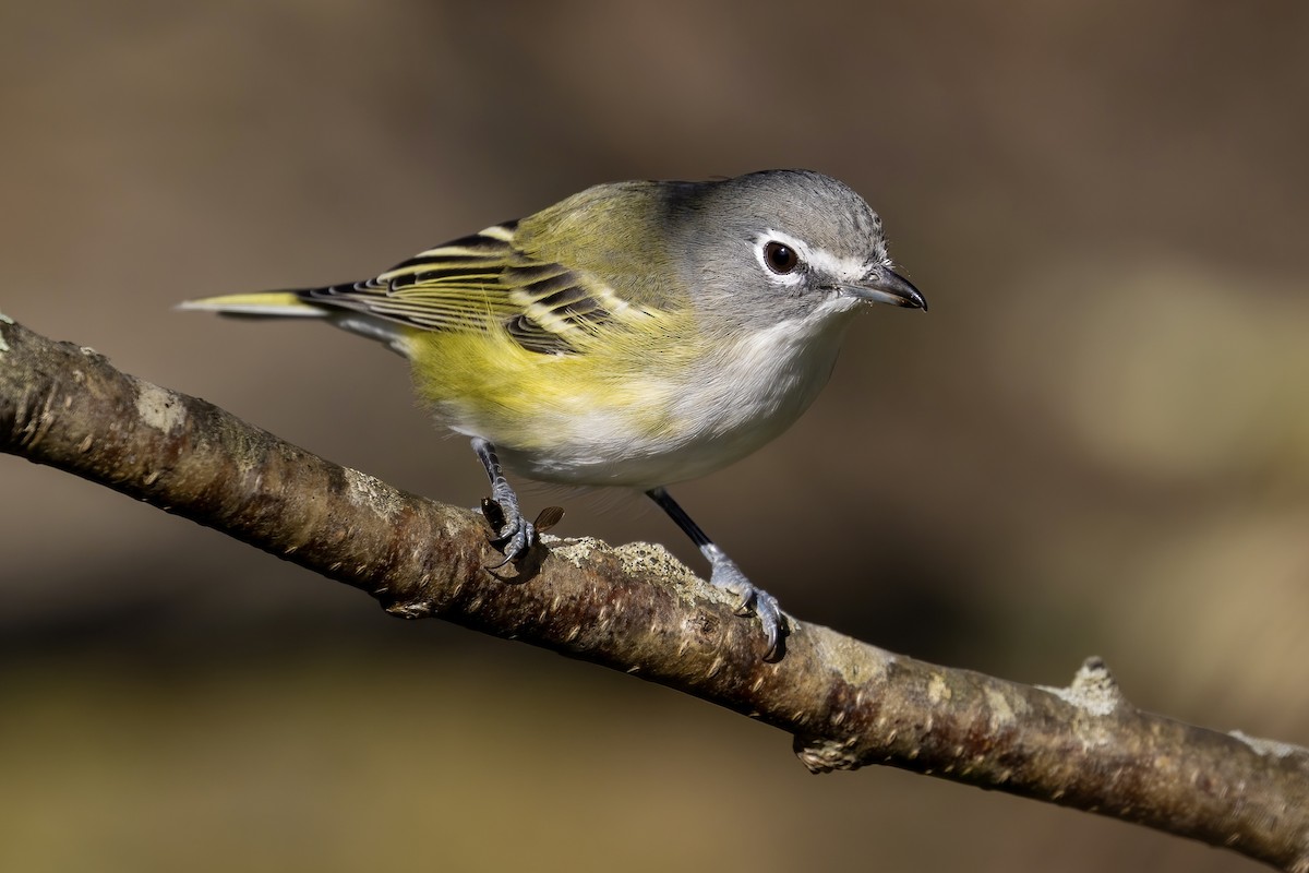 Blue-headed Vireo - ML499126101