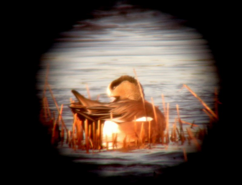 American Wigeon - Diane Reed