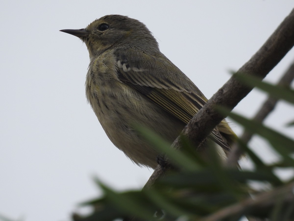 Cape May Warbler - ML499127611