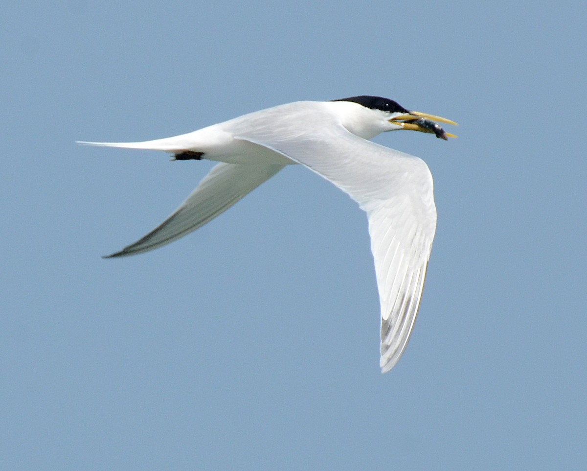 Sandwich Tern (Cayenne) - Steven Mlodinow