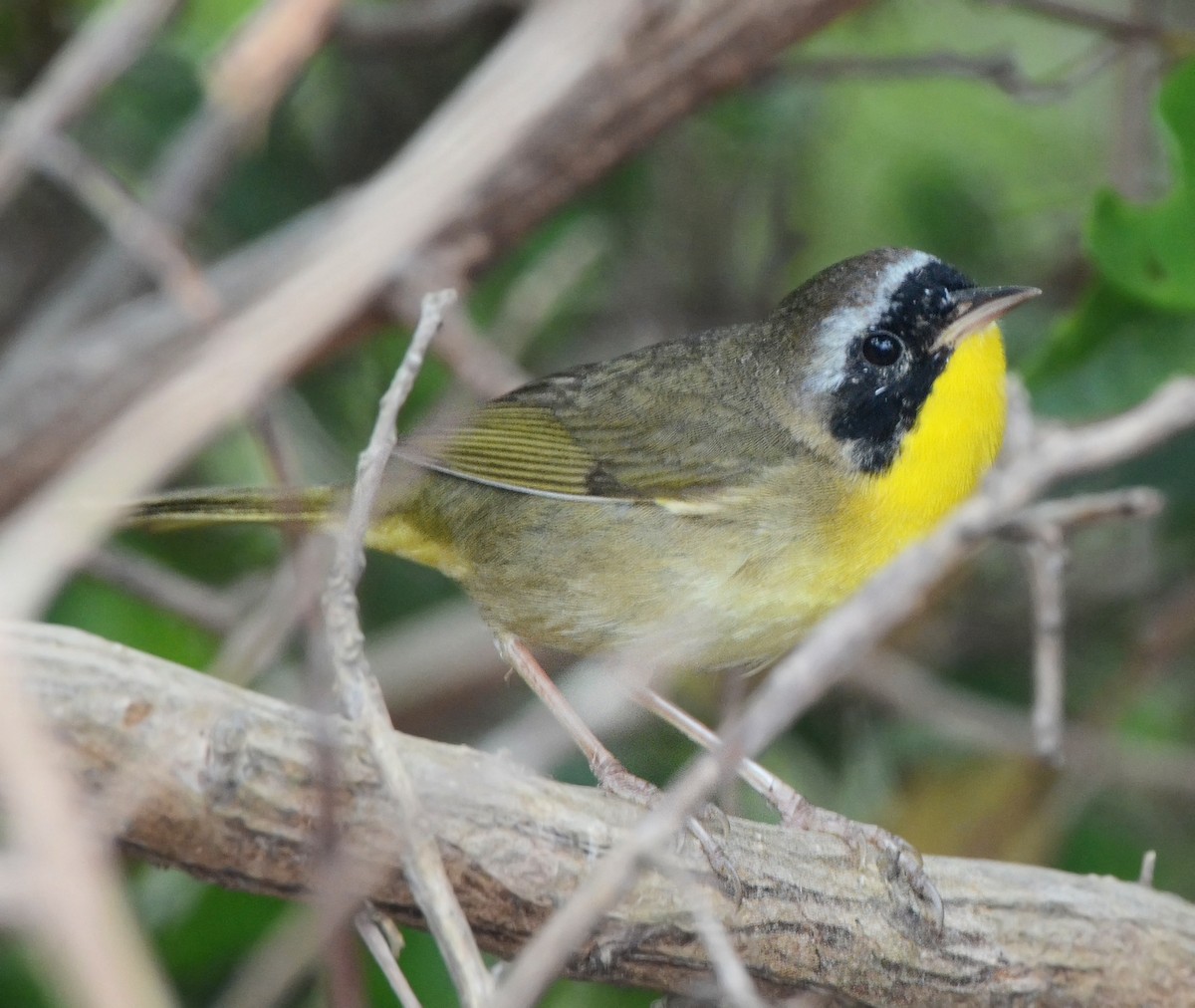 Common Yellowthroat - ML49912871