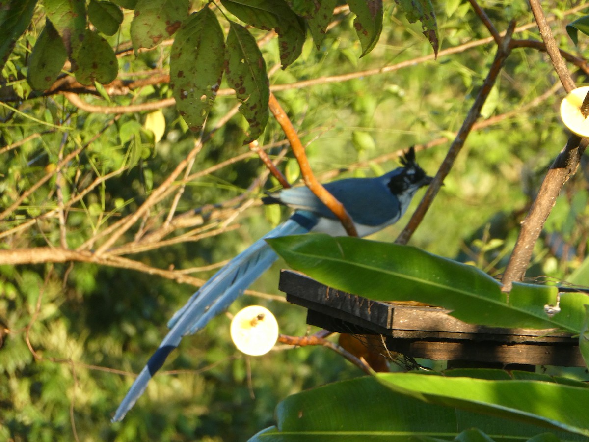 Black-throated x White-throated Magpie-Jay (hybrid) - ML499129161