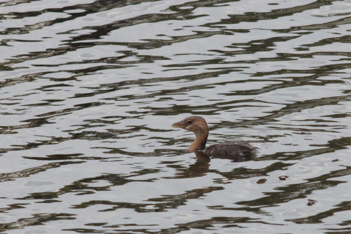 Pied-billed Grebe - ML499129201