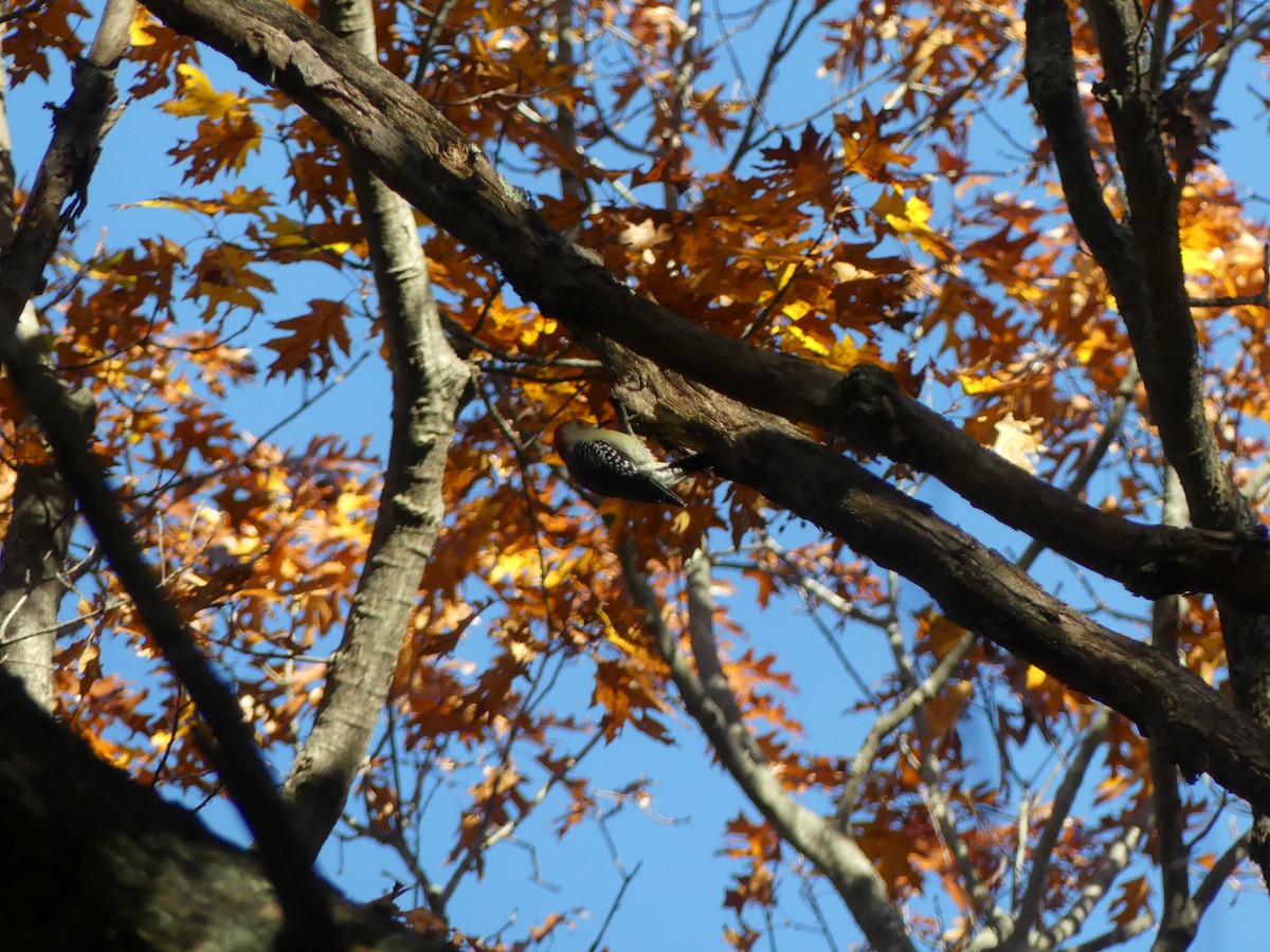 Red-bellied Woodpecker - ML499129231