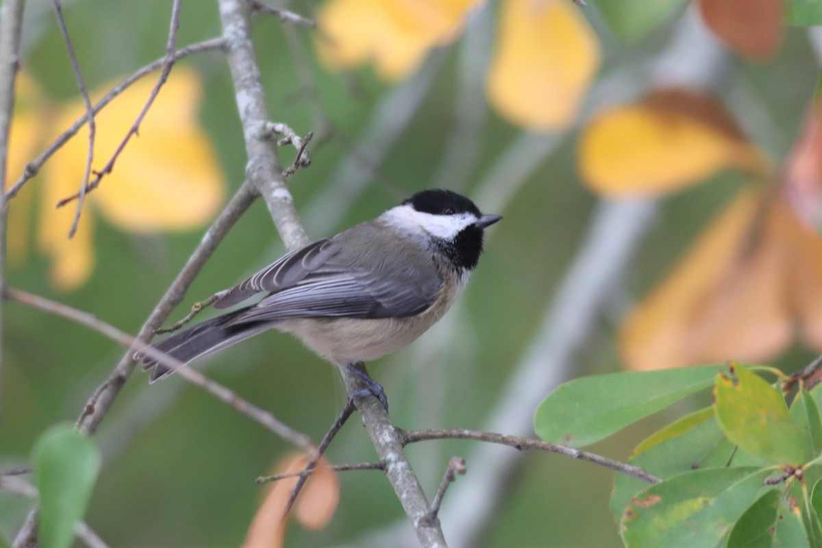 Carolina Chickadee - ML499129291