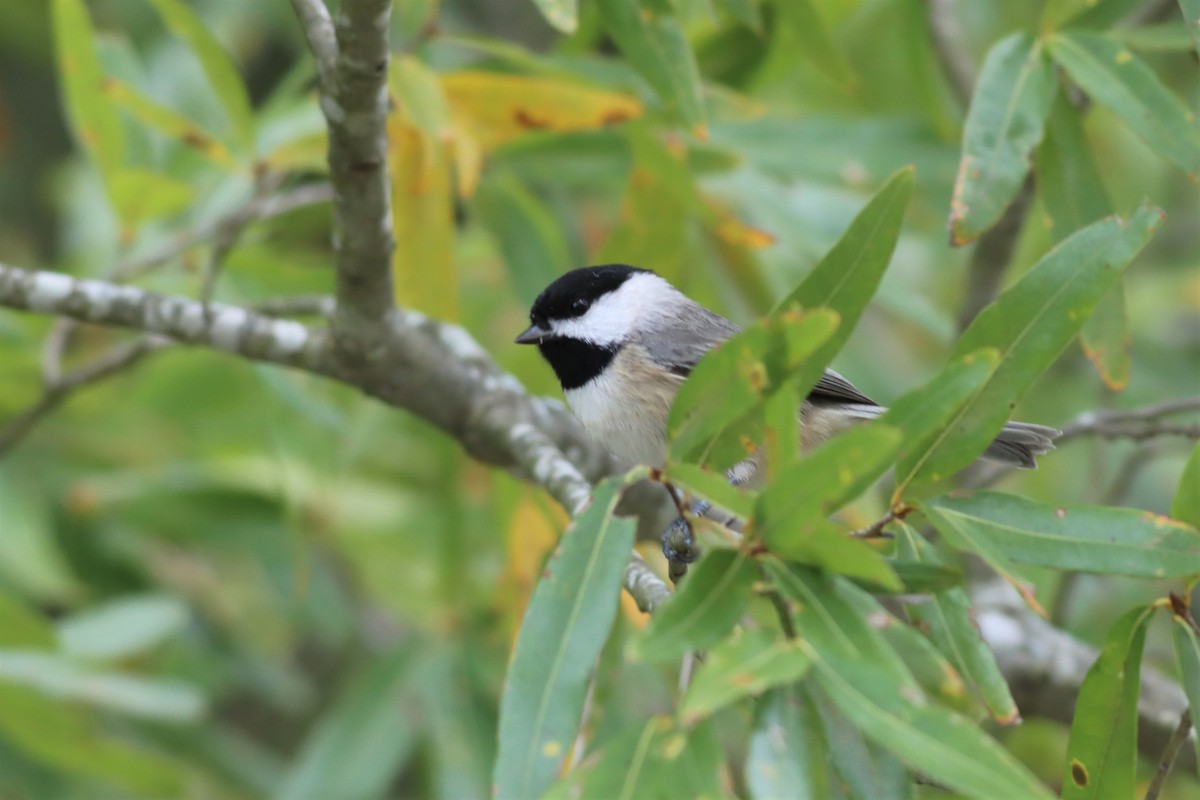 Carolina Chickadee - ML499129311