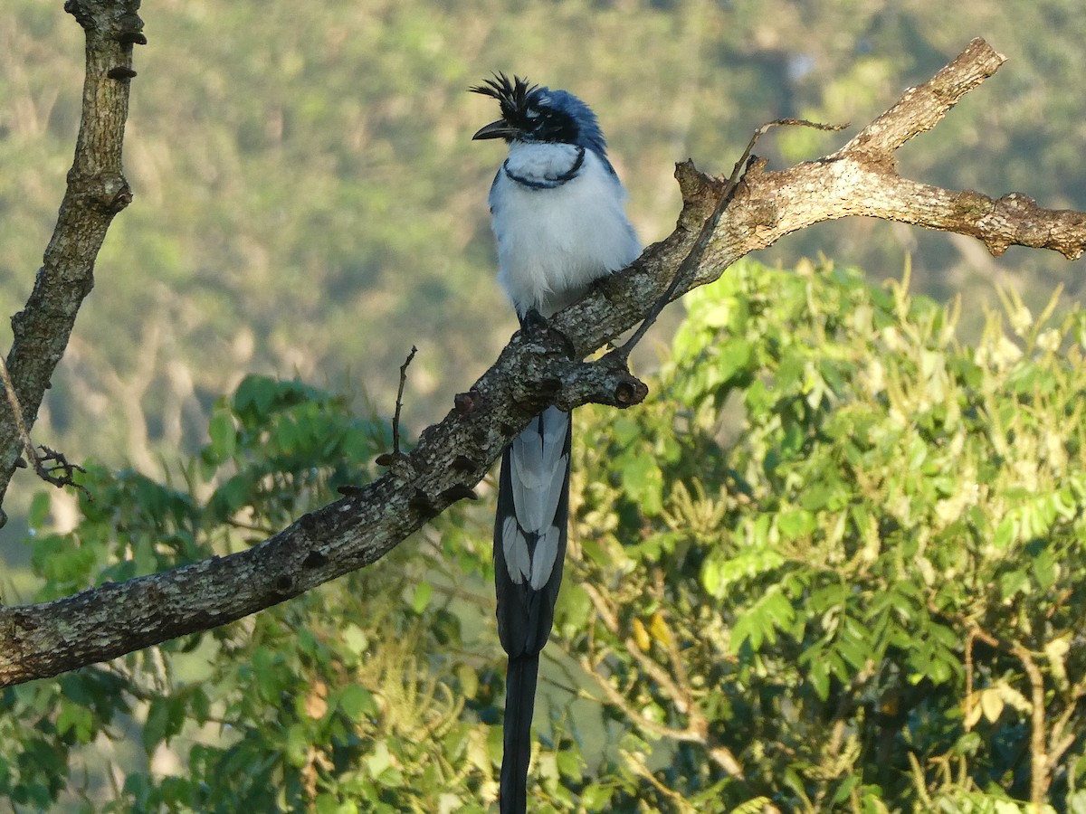 Black-throated x White-throated Magpie-Jay (hybrid) - ML499129361