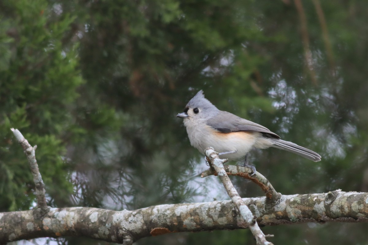 Tufted Titmouse - ML499129371