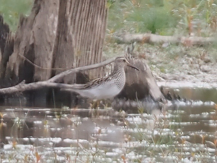 Bécasseau à poitrine cendrée - ML499129661