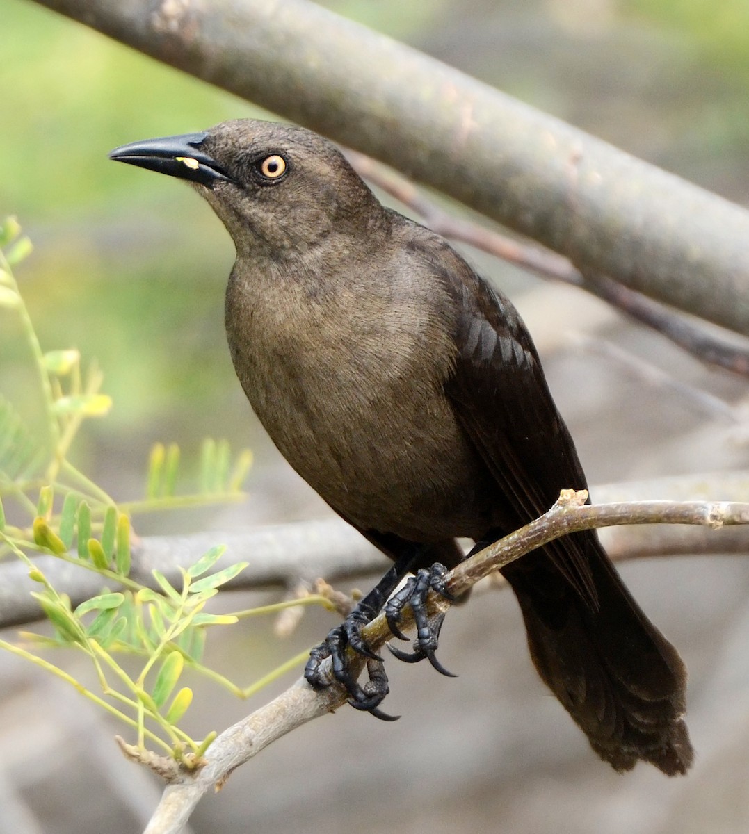 Carib Grackle - ML49912991