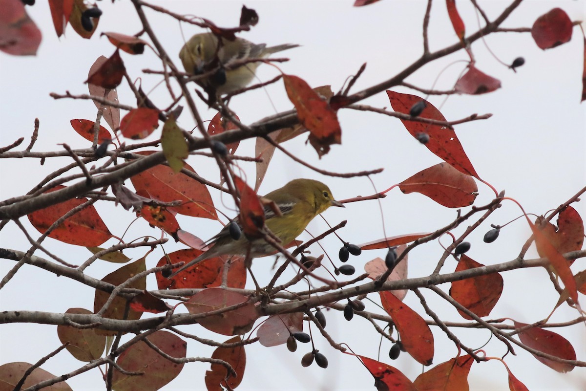 Pine Warbler - ML499130021