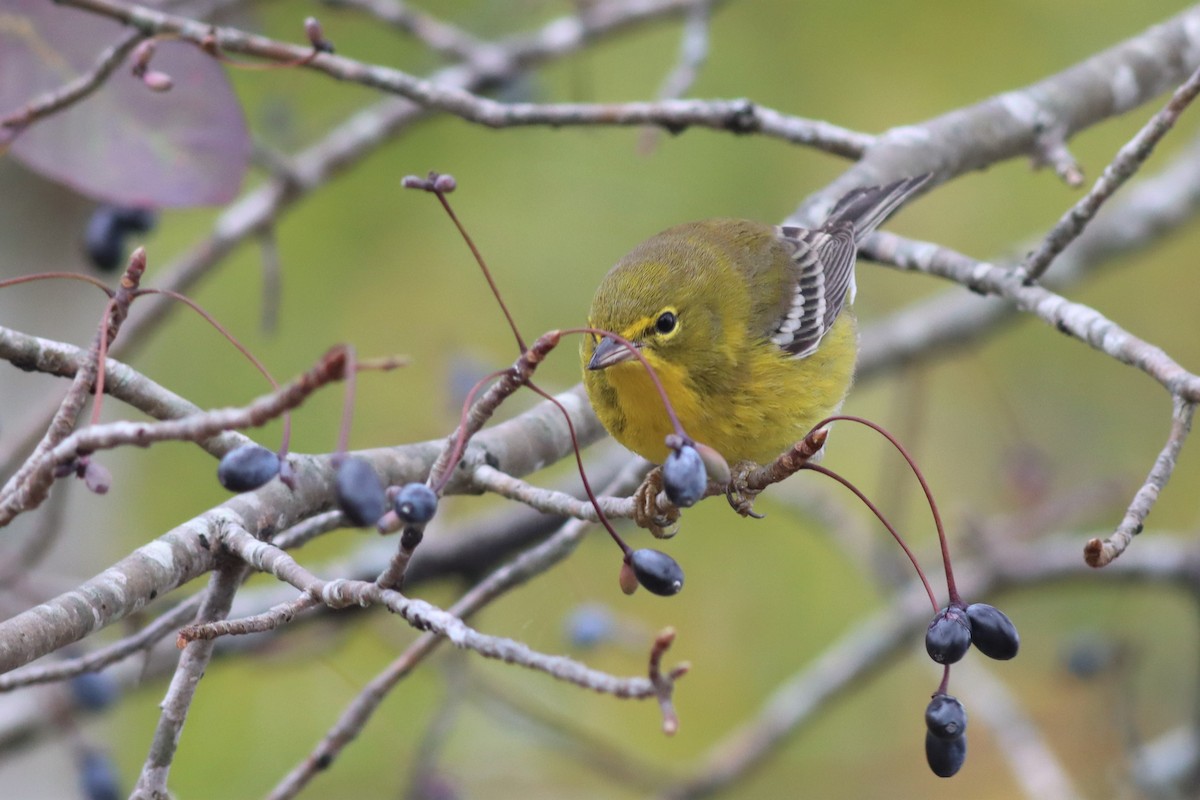 Pine Warbler - ML499130041