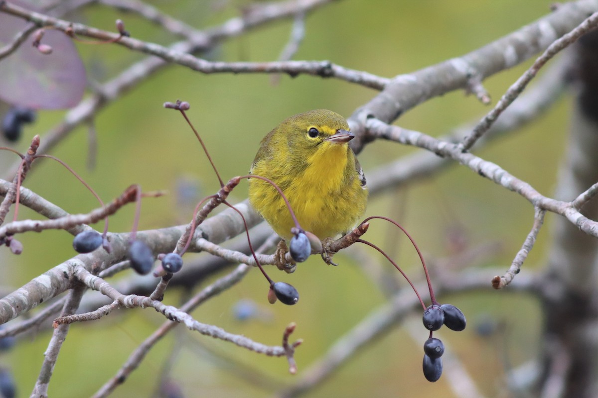 Pine Warbler - ML499130051