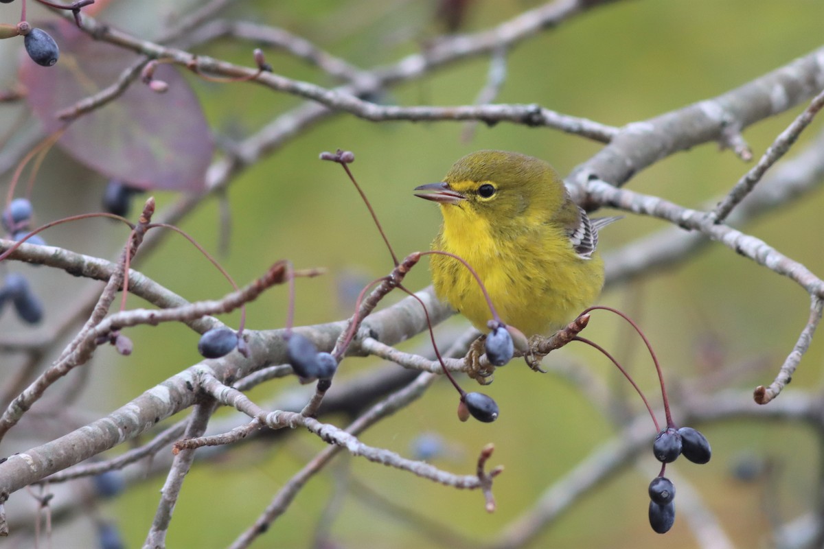 Pine Warbler - ML499130061