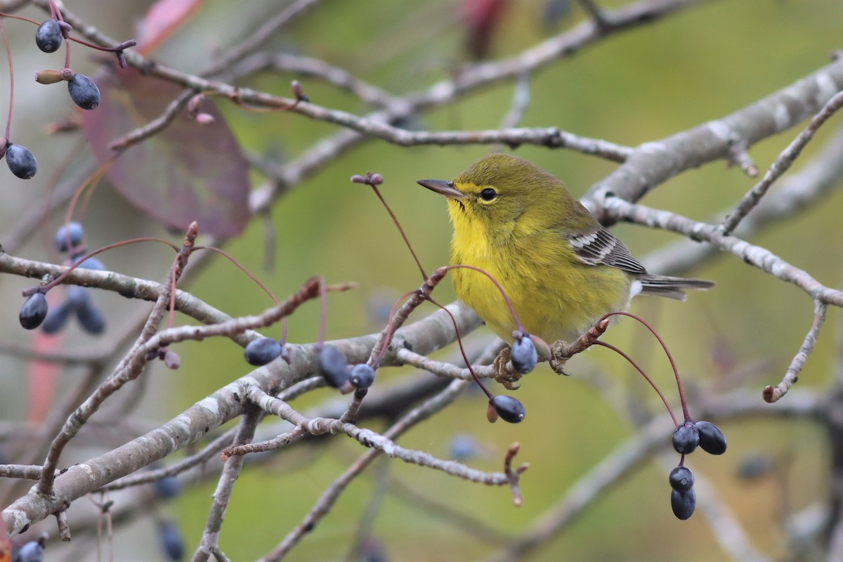 Pine Warbler - ML499130071