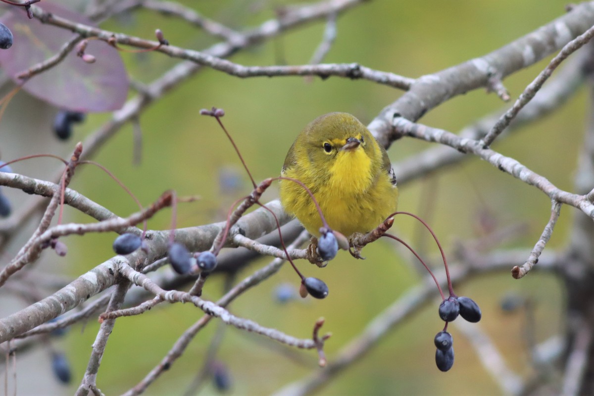 Pine Warbler - ML499130081