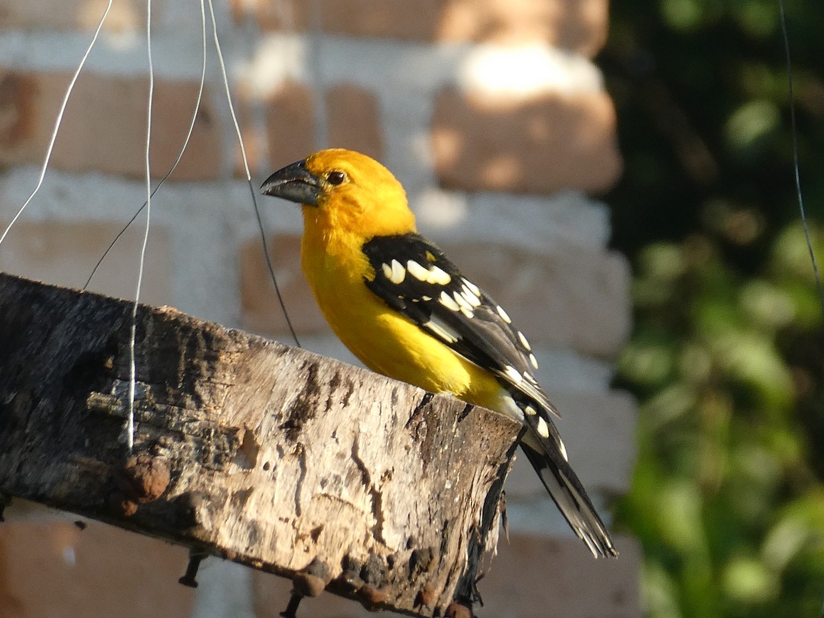 Cardinal jaune (chrysopeplus/dilutus) - ML499130261