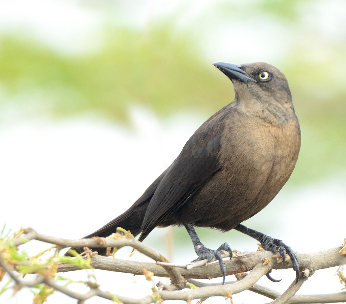 Carib Grackle - ML49913031